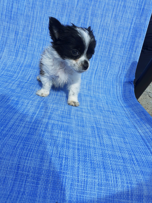 gumtree teacup chihuahua